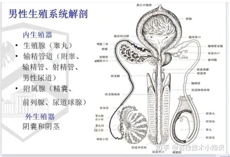 男人生殖器